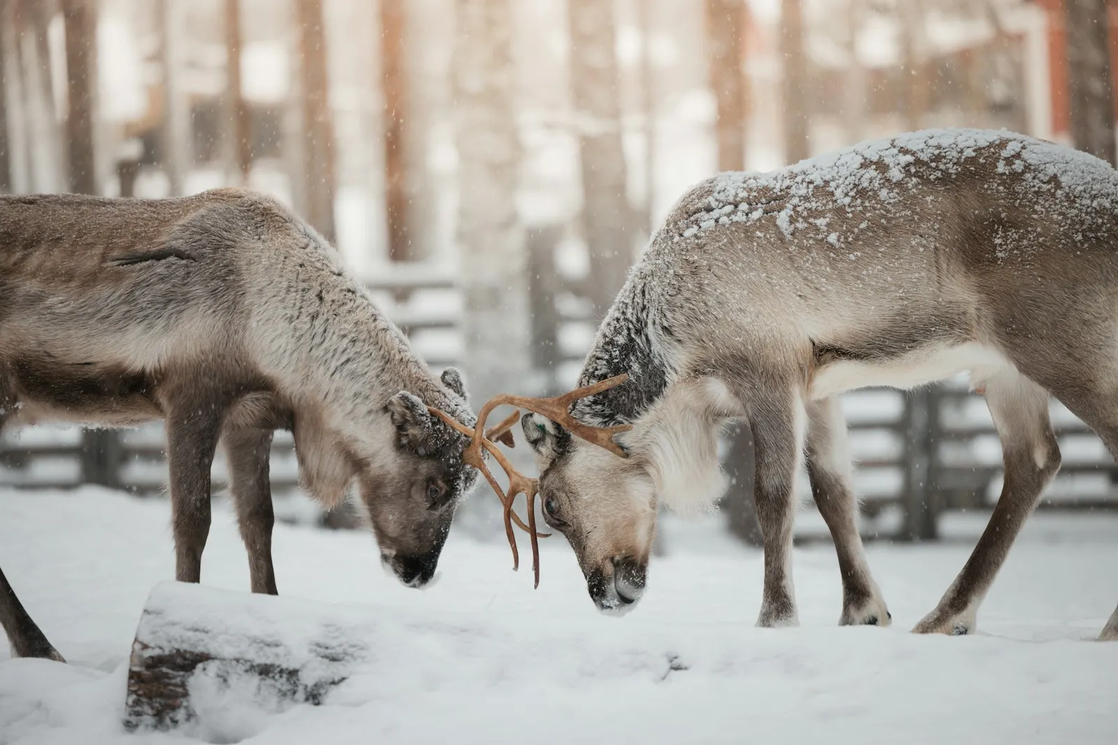 A couple of deer standing next to each other in the snow